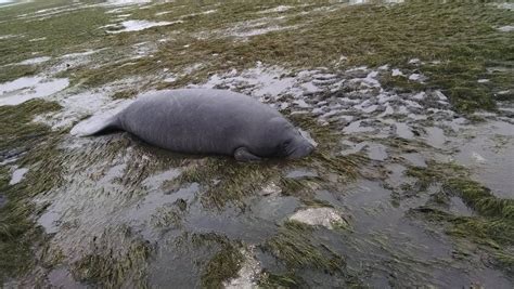 Manatee stranded by people coming to the rescue when the waters receded ...