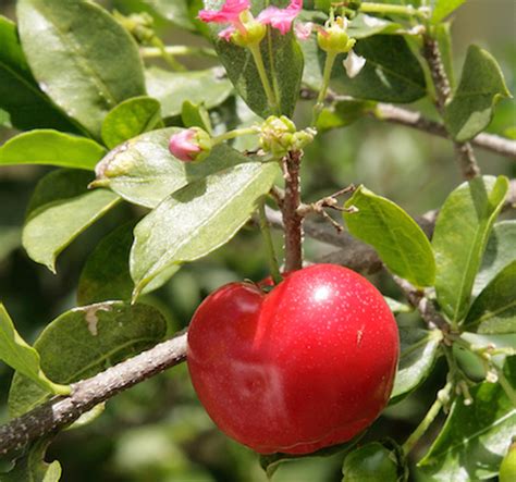 The Health Benefits of Acerola Fruit | Health Benefits