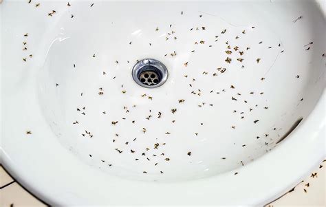 How To Get Rid of Drain Flies — Fast Method ‐ Big Blue Plumbing