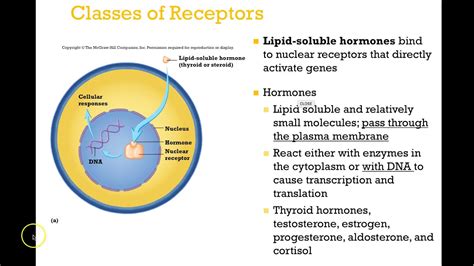 Endocrine System 3 Hormone Receptors & Mechanisms of Action - YouTube