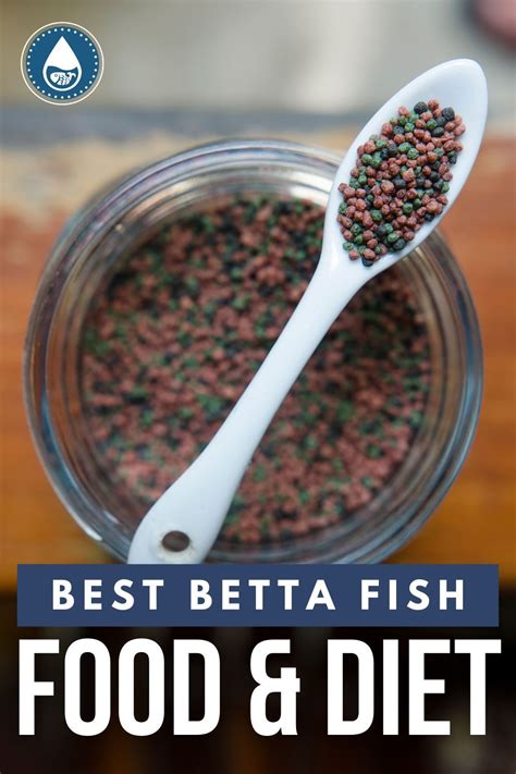 Beginner’s Guide to Betta Fish: Facts, Tips and Advice for a Healthy ...