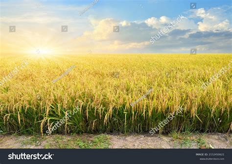 391,702 Harvest Rice Field Images, Stock Photos & Vectors | Shutterstock