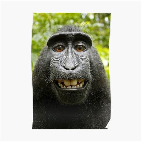 "Macaque Black Selfie Self Portrait" Poster for Sale by Irina Polyanskaya | Redbubble