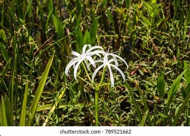 Swamp Lily Crinum Lily Growing Florida Stock Photo 789521662 | Shutterstock