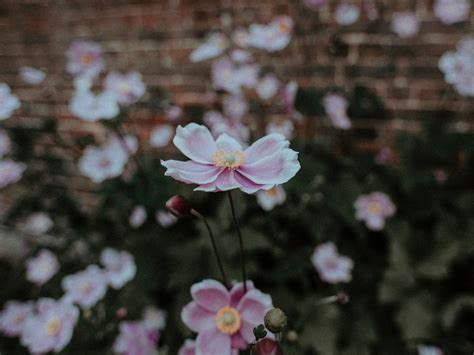 Yellow cosmos flower in garden · Free Stock Photo