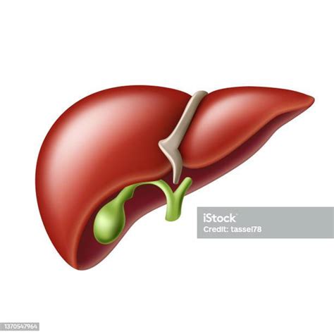Struktur Anatomi Hati Yang Realistis Sistem Hati Organ Kandung Empedu Pencernaan Ilustrasi Stok ...