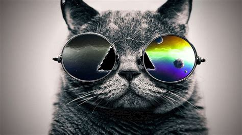 Cat with Glasses Wallpapers - Top Free Cat with Glasses Backgrounds - WallpaperAccess