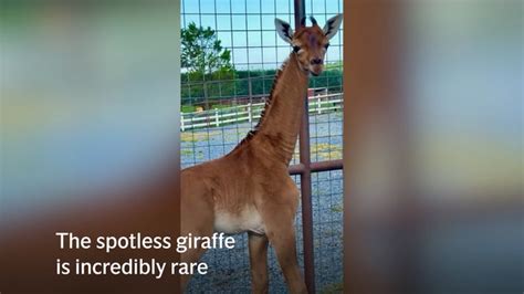 This baby giraffe born with no spots is incredibly rare