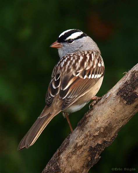 White-crowned Sparrow — Southern Wisconsin Bird Alliance