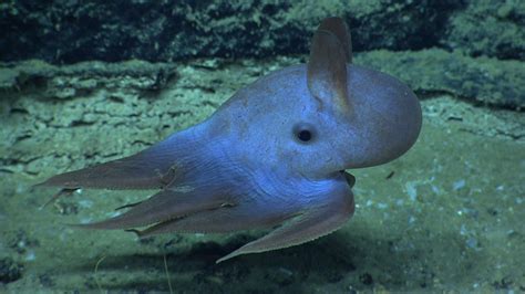 All About Grimpoteuthis, the Dumbo Octopus