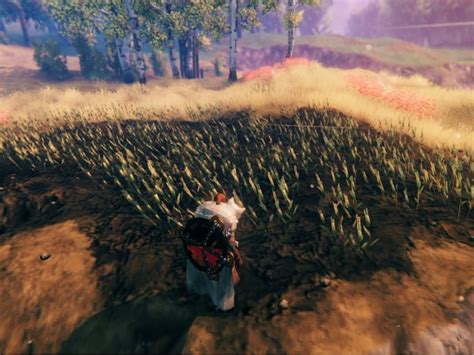 Where to find barley in Valheim | Gamepur