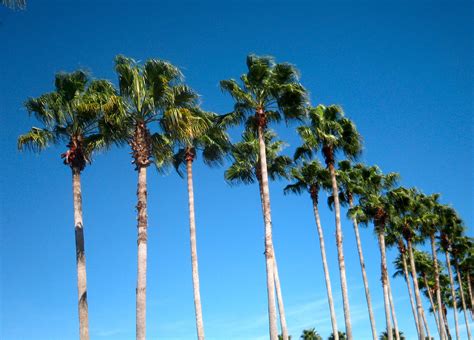 Florida Palm Trees