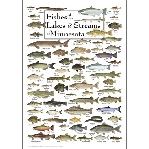 Fishes of the Lakes & Streams of Minnesota – Poster – Earth Sky + Water