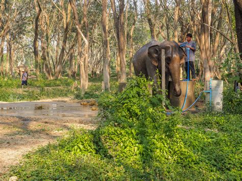 Visiting an Elephant Sanctuary in Thailand