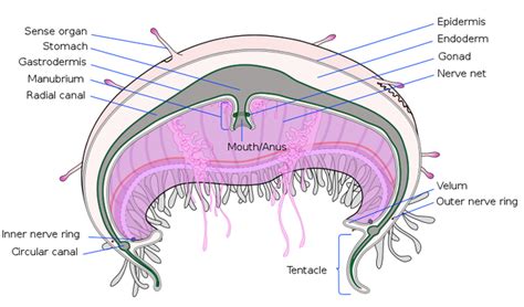 Jellyfish - Digestive Systems In Different Phylums