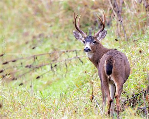 Black-tailed Deer – dennisdavenportphotography.com