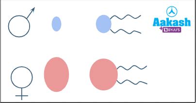 Sexual Reproduction in Flower Plants Advantages | AESL