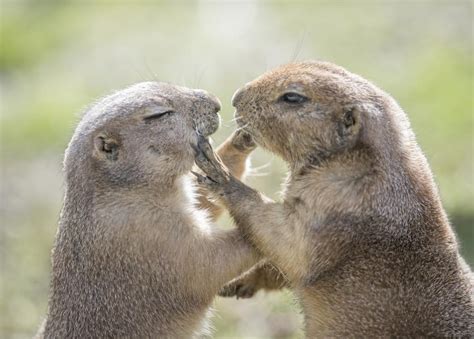 Is it Really Wise to Keep Groundhogs as Pets? | Groundhog, Groundhog day, Pets