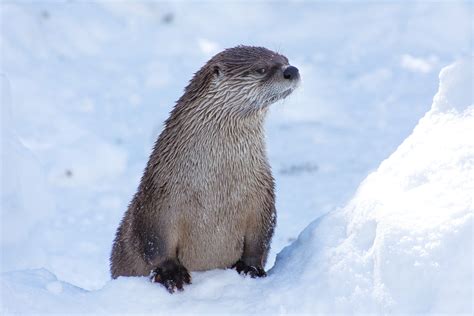 4 Facts You *OTTER* Know About Otters — Potomac Conservancy