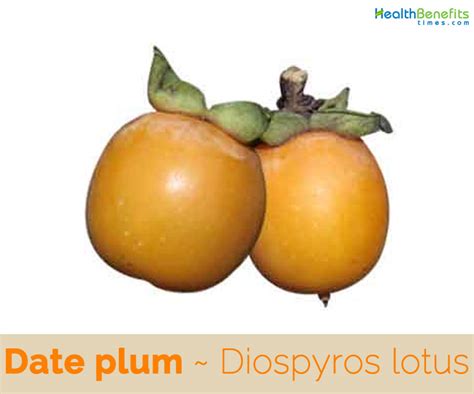 Date plum facts and health benefits