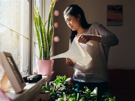 How to keep your indoor plants alive