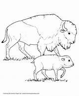 Cape Buffalo Coloring Pages At GetDrawings  Free Download sketch template