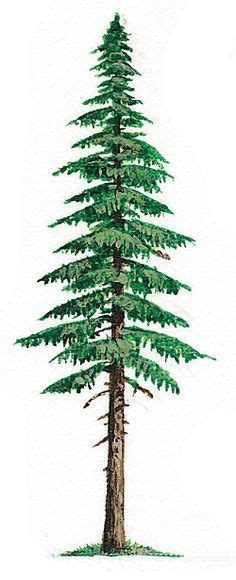 Evergreen Drawing at GetDrawings | Free download