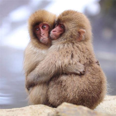 Monkey Hugs | Animals beautiful, Cute animals, Animals