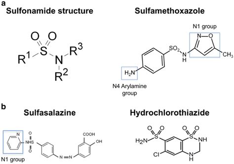 Sulfonamide structure: antimicrobial and non-antimicrobial sulfonamides | Download Scientific ...