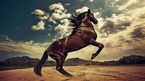 Cowboy Horse Wallpapers - Top Free Cowboy Horse Backgrounds ...