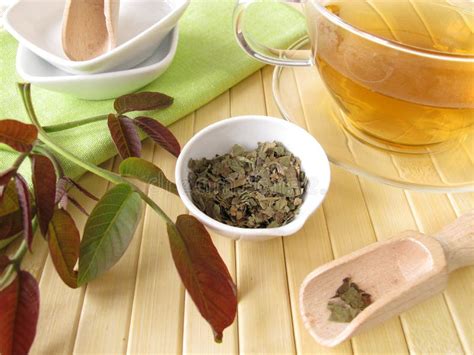 Herbal Tea with Walnut Leaves Stock Image - Image of nature, herb: 25165503