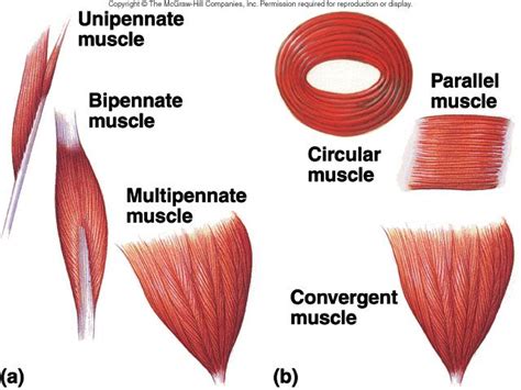 muscles III | Muscular system, Human muscle anatomy, Muscular