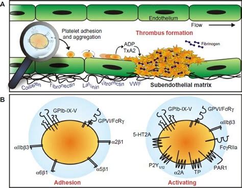 Platelet adhesion and aggregation. Notes: (A) Platelets normally... | Download Scientific Diagram