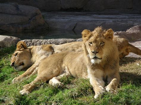 Lazy Lions at Waco Zoo | Flickr - Photo Sharing!