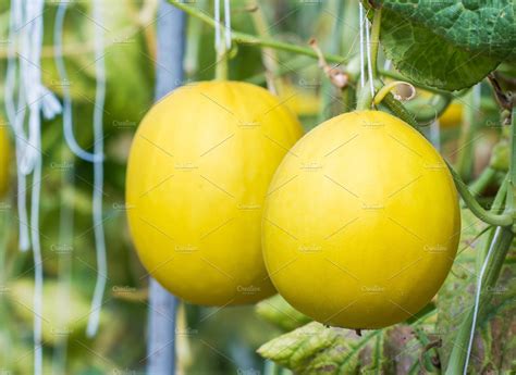 Melon growing in a greenhouse containing harvested, market, and ...