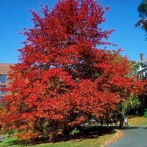 Wildfire Blackgum | Sooner Plant Farm