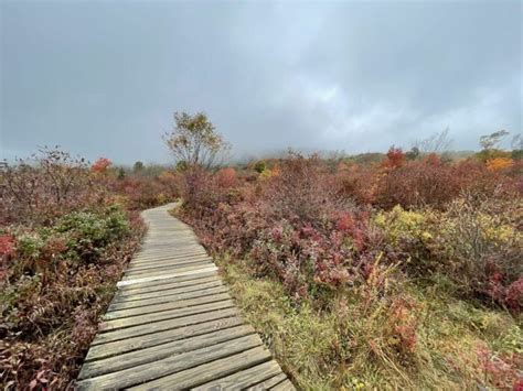 a wooden walkway in the middle of a field