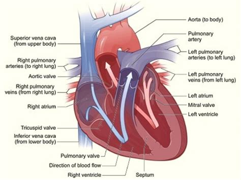 cardiac anatomy ( heart anatomy)