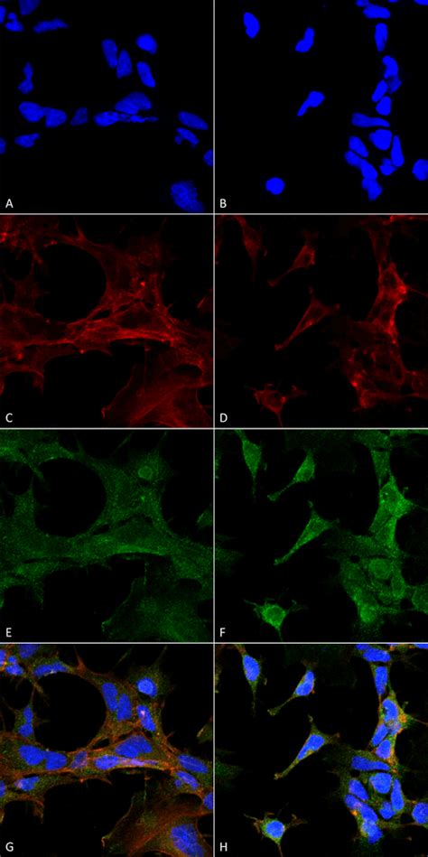 Anti-4-HNE Antibody | Mouse anti-All species Monoclonal Atto 565 | LSBio