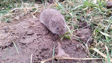 Get Rid Of Voles - Kelly's Classroom