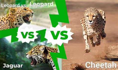 Jaguar vs. Leopard vs. Cheetah: Who Would Win a Fight? - A-Z Animals