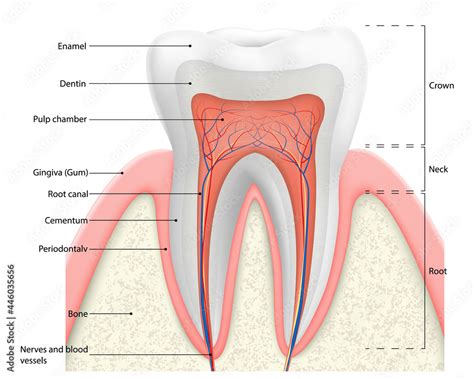 Human tooth structure vector diagram. The anatomy of the tooth. Cross ...