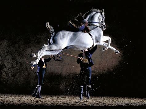 Lipizzaner, the horse that dances. | Horses, Andalusian horse, Show horses