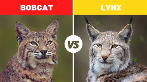 Bobcat Vs Lynx Fight Comparison || Who Would Win? || Lynx Vs Bobcat Difference - YouTube