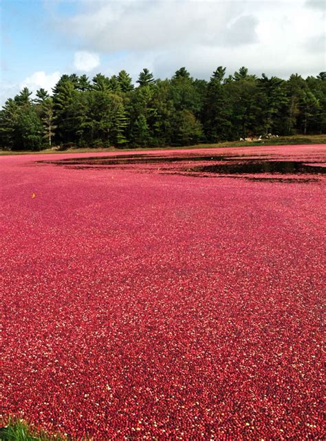 LaBelle's General Store: Cape Cod Cranberry Harvest