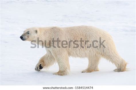 962 Polar Bear Side Images, Stock Photos & Vectors | Shutterstock