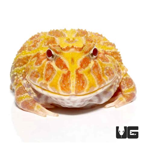 Albino Pacman Frogs For Sale - Underground Reptiles