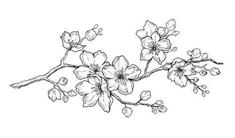 Cherry Blossom Outline Pattern Images – Browse 4,026 Stock Photos ...