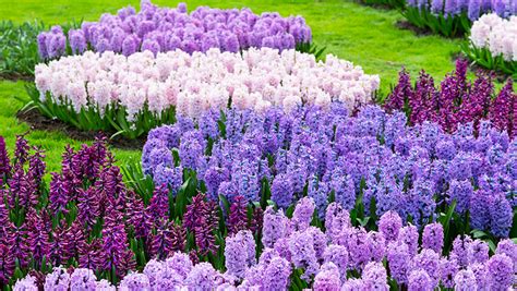 How to grow dense fragrant spikes of Hyacinth | Yates