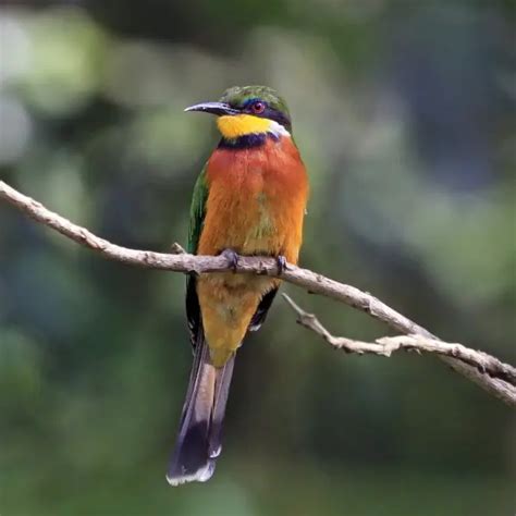 Cinnamon-chested bee-eater - Facts, Diet, Habitat & Pictures on ...